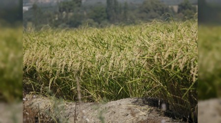 2026 Sulama Sezonu Bursa Ovas�nda Alarm Veriyor