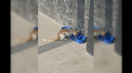 Sevgimiz, Enerjimiz Sizinle Projesi Sokak Hayvanlarna Umut Olmaya Devam Ediyor