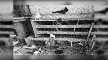 �neklerden sonra g�vercinlere de haciz