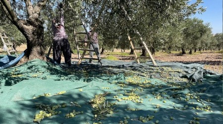 Tek kazanan uluslararası tekeller