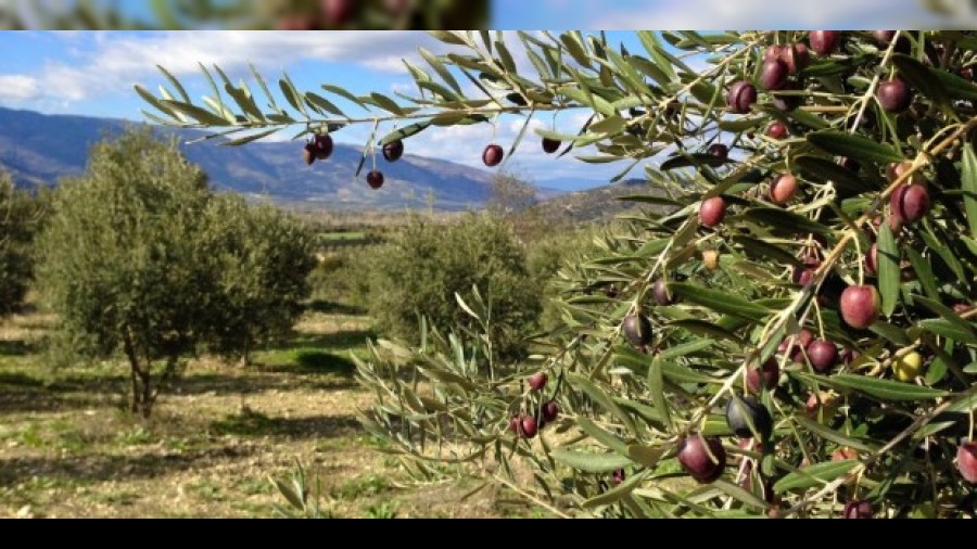 Zeytin reticisi kerse Esnaf da ker