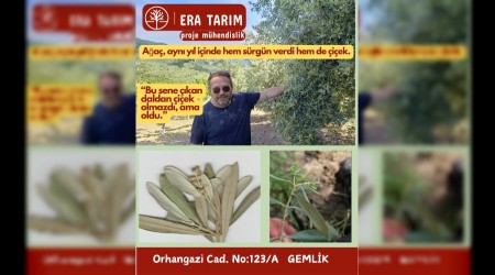 Gemlikte Zeytin Aac Kurallar Bozdu