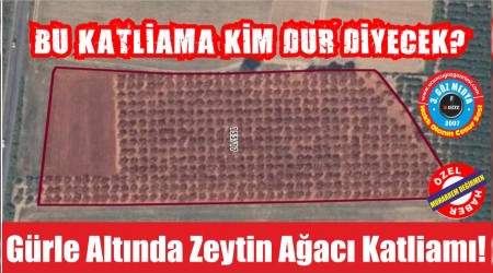 Grle Altnda Zeytin Aac Katliam!