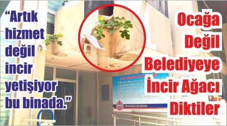 Ocaa Deil Belediyeye ncir Aac Diktiler